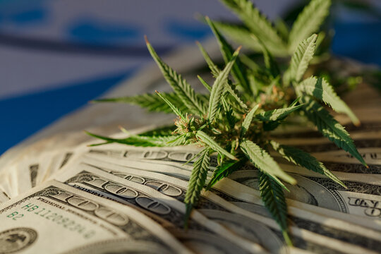 Benjamin Franklin on the hundred dollar banknote among cannabis leaf. Money with marijuana leaves. M