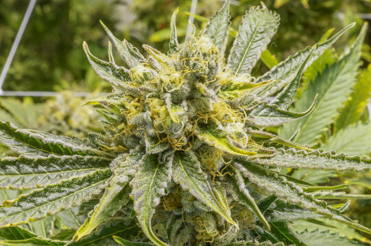 Close up cannabis plant