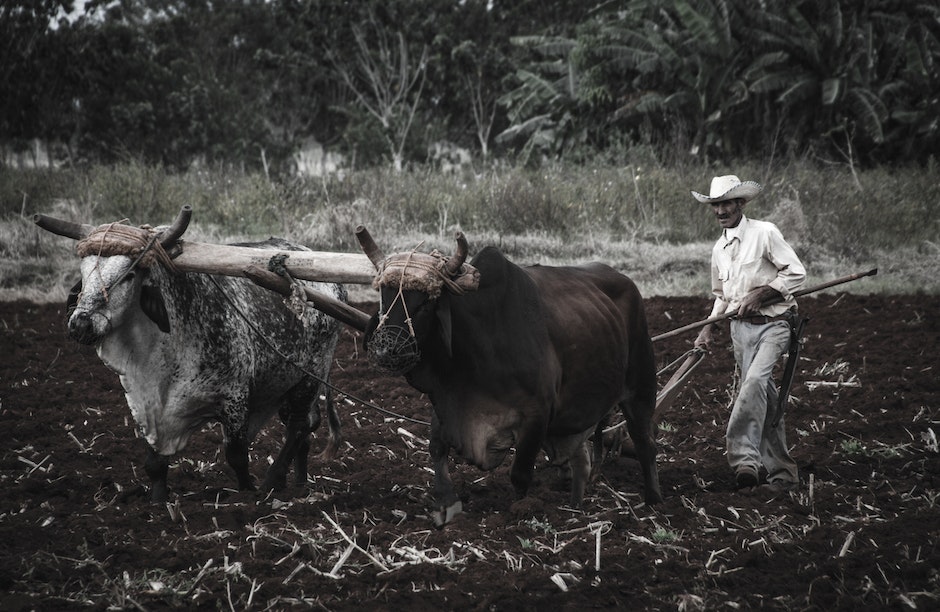 Ethnic countryman in white wear and hat guiding oxen while plowing terrain near trees in daylight