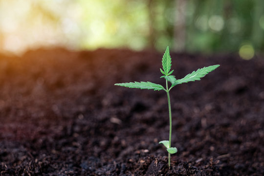 Plant of a little cannabis seedling in the ground