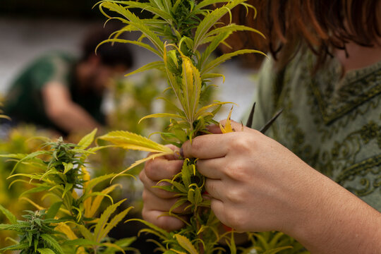 Pruning of fungal-diseased cannabis plants