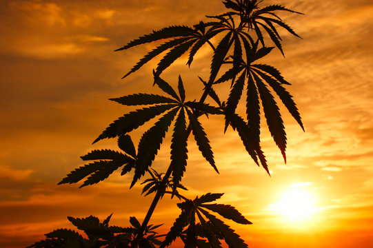Silhouette of cannabis plant at sunrise. Cannabis plant growing outdoor. Hemp and marijuana agricult