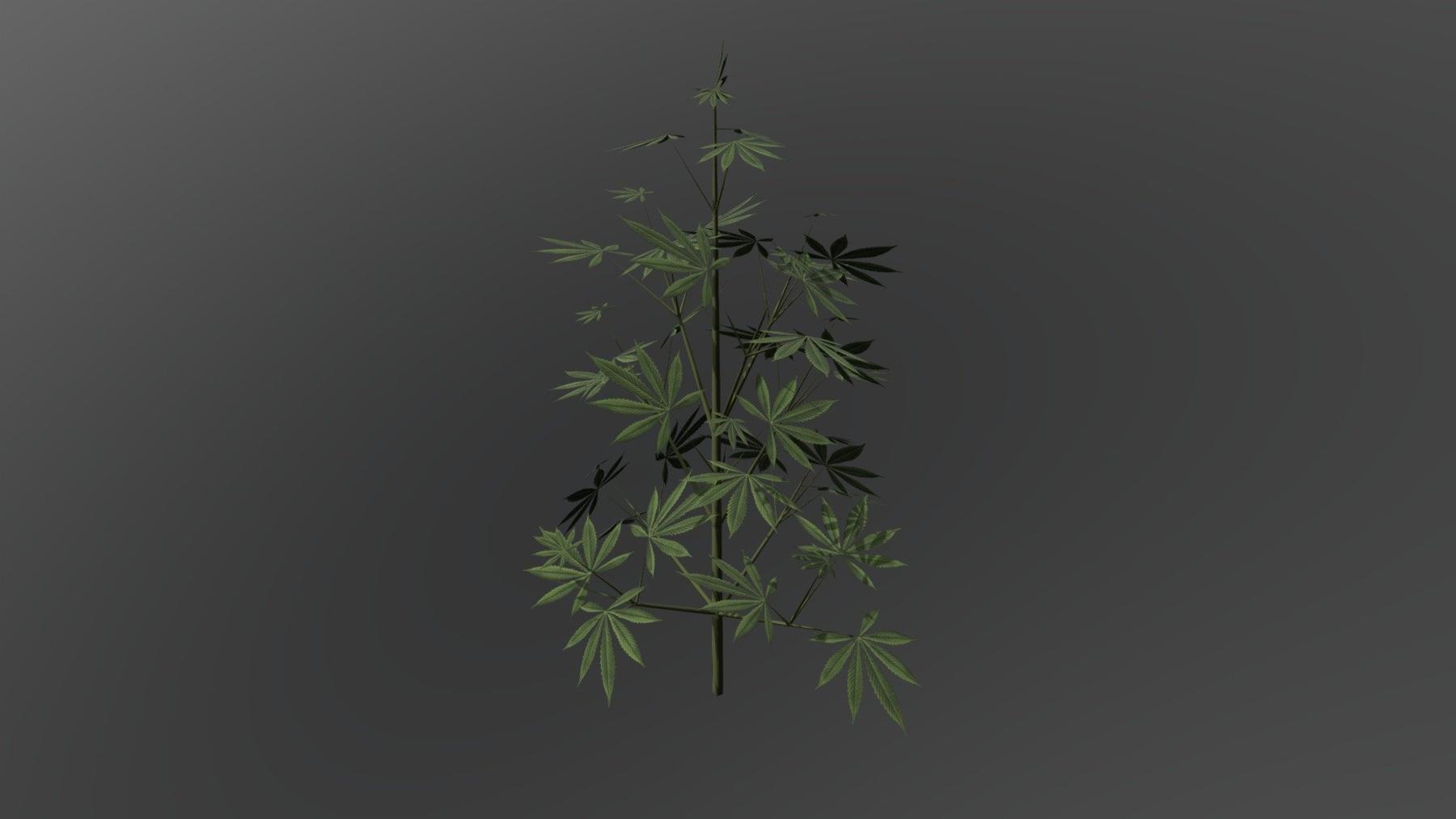 a plant with a plant in the middle of the plant - Cannabis Strain 1 Veg