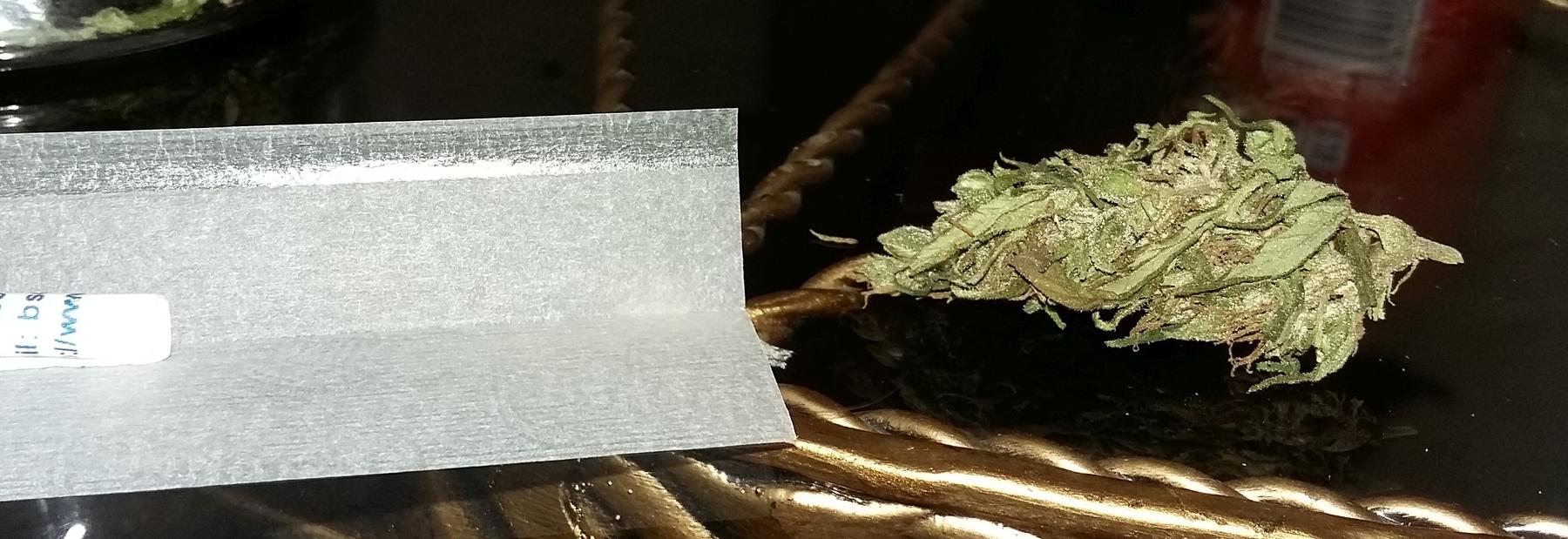 a small plant with a small plant in the middle of the plant - File:A bud of malawi gold cannabis str