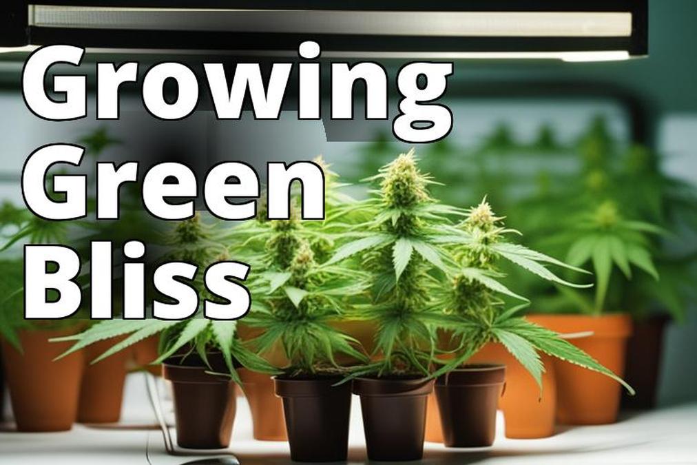 The featured image for this article should be a high-quality photograph of healthy marijuana plants