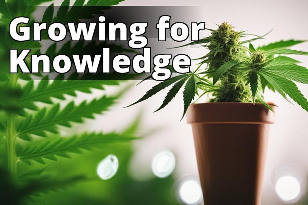 The featured image for this article should be a photo of a healthy marijuana plant growing in a sust