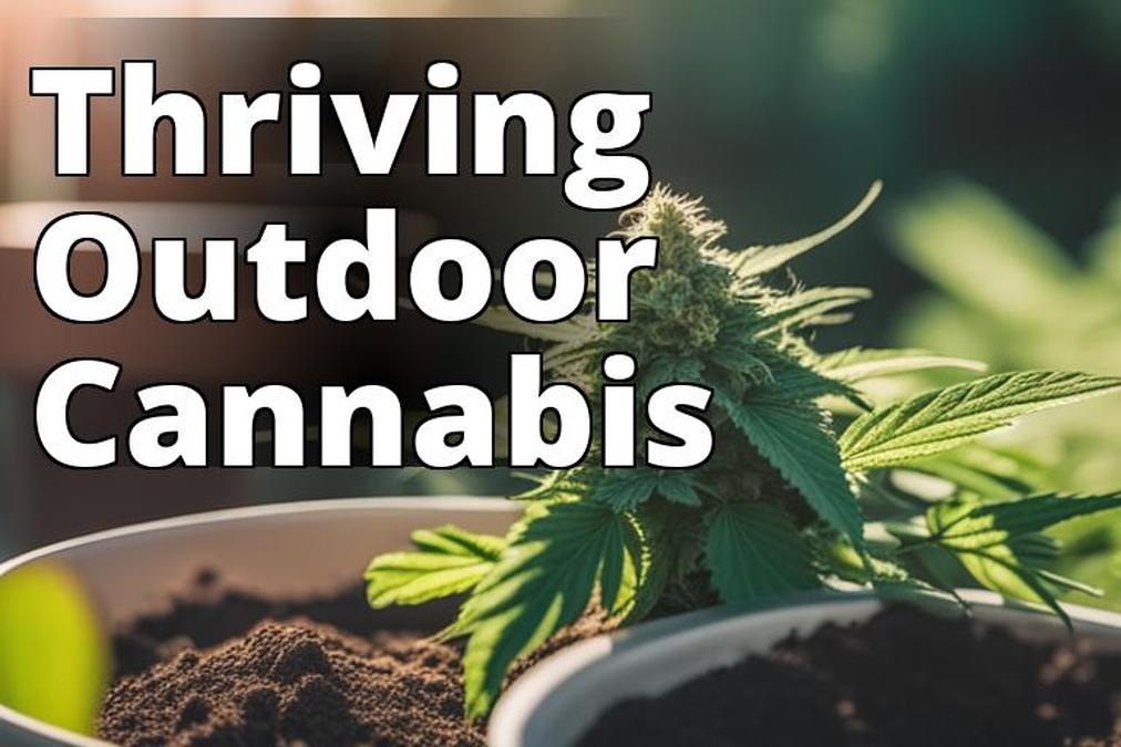 The featured image should show a healthy outdoor marijuana plant in a sunny location with proper soi