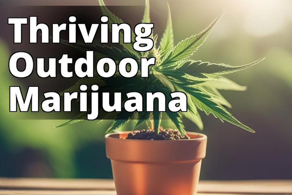 The featured image should showcase a healthy outdoor marijuana plant in full bloom
